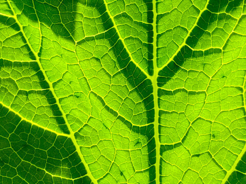 Close up of a backlit leaf showing intricate detail of the veins. Abstract textured background