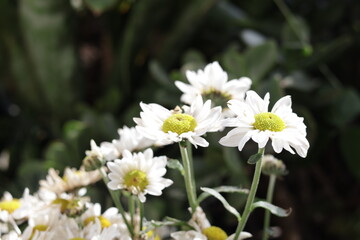 una toma de cerca de una flor blanca crisantemos de manzanillas