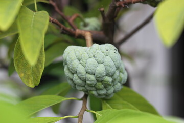 Close-up view of cherimoya fruit (Annona squamosa) or srikaya fruit on a tree branch

