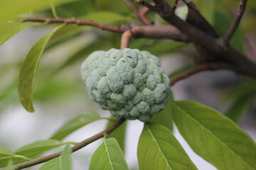 Close-up view of cherimoya fruit (Annona squamosa) or srikaya fruit on a tree branch

