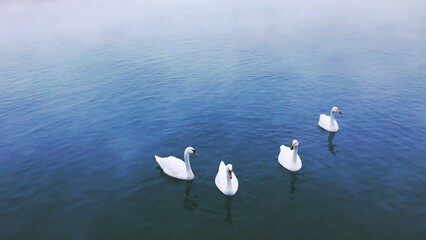 Swans on the lake. Four white swans elegantly float on the tranquil blue - hued lake waters,...