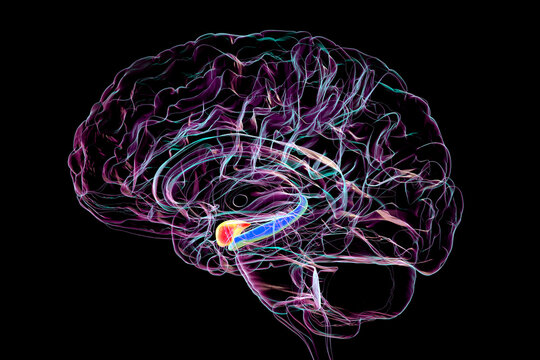 Human brain mid-section with highlighted amygdala (red) and hippocampus (blue), key regions affected in Alzheimer's disease, linked to memory loss and emotional disruption, 3D illustration.