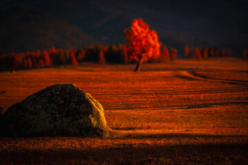 Autumn scene featuring a vibrant red tree on an orange field, illuminated by sunlight, creating a...