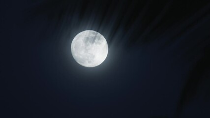 Wispy palm fronds partially obscuring luminous full moon create captivating nocturnal scene, enhancing tranquil atmosphere of night sky with their delicate shadows. Full Moon in Tropics
