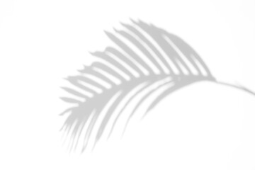 shadow overlay effects of realistic palm branch shadow,summer sunlight and shadow overlay effect,natural shadow of tropical plants