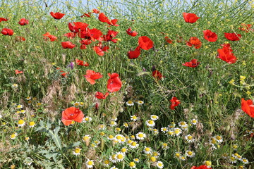 Red poppy field.a delightful field of red poppies, clear sky 