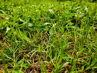 green grass on the ground