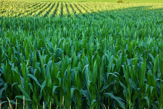 Selective focus of cornfield close up with rows of corn in the background during summer