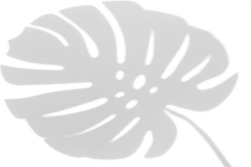 shadow overlay effects of realistic monstera leaf shadow isolated on transparent background,plant shadow for photo presentation interior backdrop mockup,Summer sunlight and flower shadow