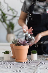 Unrecognizable woman water sprays succulent echeveria purple pearl in daylight, selective focus