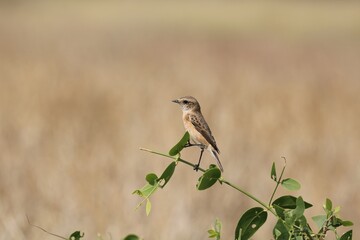 red backed shrike on branch