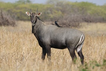 blue bull or nilgai antelope in the wild