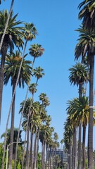 palm trees on the beach