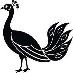 vector illustration of a peacock