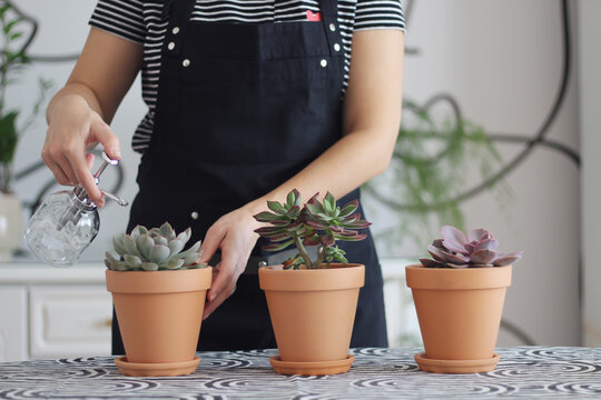 Unrecognizable  woman water sprays echeveria succulents in a terracotta flowerpot,  daylight, selective focus