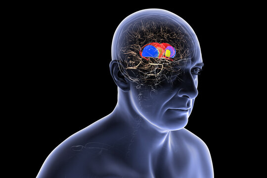 Human brain with caudate nucleus (red), thalamus (green), putamen (blue), and globus pallidus (yellow) highlighted, showing key basal ganglia and relay centers, 3D illustration