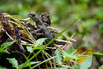 Oriental Garden Lizard also known Common Garden Lizard, Bloodsucker or Changeable Lizard in closeup