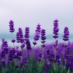 Obraz premium Vibrant Lavender Fields with Soft Focus Background Landscape in Pastel Tones During Golden Hour Lighting