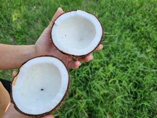 Person holding a split coconut showing white flesh