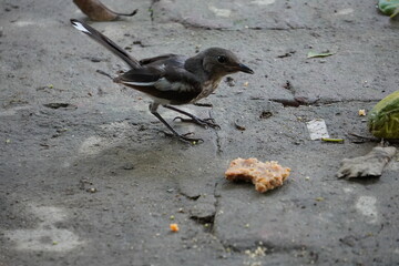 Oriental Magpie-Robin (Copsychus saularis) bird in closeup