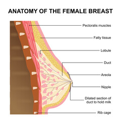 Anatomy of the female breast