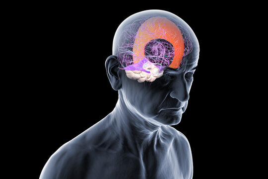 Human brain with highlighted falx cerebri and tentorium cerebelli, major dural folds separating brain hemispheres and cerebellum for structural support and protection, 3D illustration.