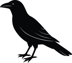 vector illustration of a bird