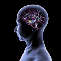 Human brain mid-section with highlighted amygdala (red) and hippocampus (blue), key regions affected in Alzheimer's disease, linked to memory loss and emotional disruption, 3D illustration.
