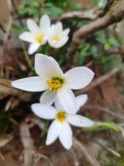 white and yellow flowers