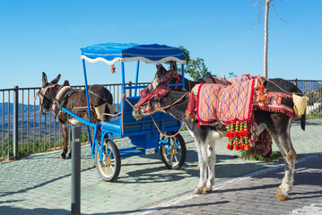 donkey and carriage