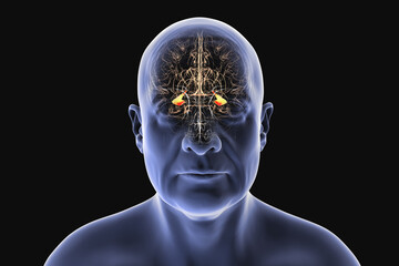 Human brain with highlighted hippocampus, a key structure involved in memory, learning, and emotional regulation, 3D illustration