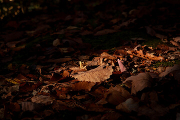 Fallen Leaves Bathed in Light