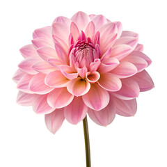 Pink flower isolated on transparent background with soft petals and natural blooming elegance
