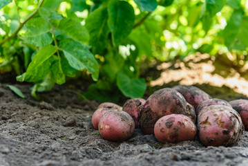 Fresh organic potatoes in the field, harvesting potatoes from soil.