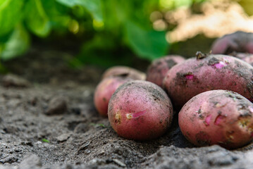 Fresh organic potatoes in the field, harvesting potatoes from soil.
