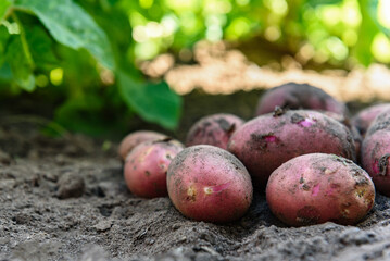 Fresh organic potatoes in the field, harvesting potatoes from soil.