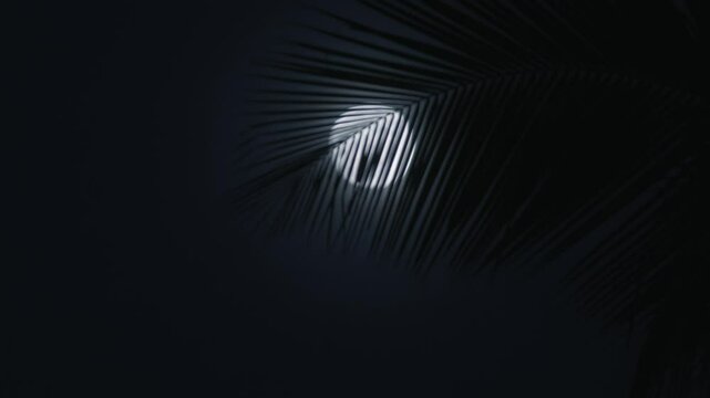 Tropical night scene featuring palm tree leaves gently filtering soft moonlight, creating tranquil and evocative atmosphere filled with serenity and beauty under dark sky. Nightlife in tropics