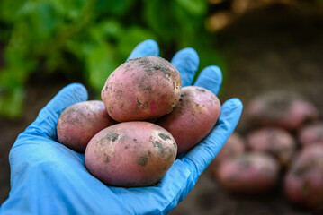 Farmer's hand holding fresh organic potato harvest in the field.