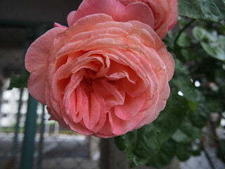 美しいピンクのバラ