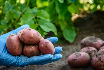 Farmer's hand holding fresh organic potato harvest in the field.