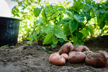 Fresh organic potatoes in the field, harvesting potatoes from soil.