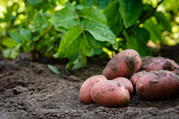 Fresh organic potatoes in the field, harvesting potatoes from soil.