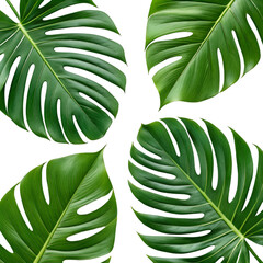 Set of tropical leaves isolated on transparent background with lush green foliage in vibrant detail
