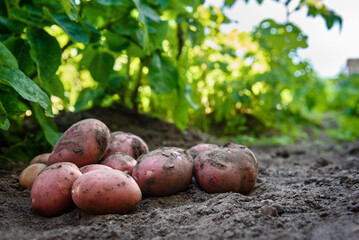 Fresh organic potatoes in the field, harvesting potatoes from soil.