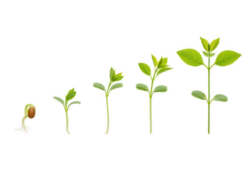 A sequence of a plants growth stages is displayed on a transparent background