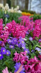 pink hyaciths and yellow narcissus