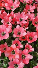 beautiful pink tullips in the spring flower garden