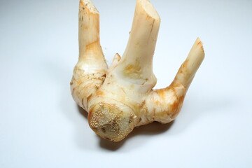 A single piece of fresh galangal root with distinctive knobby texture stands isolated on a clean...