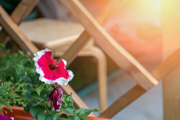 Petunia Picoti F1. A single bright petunia flower in a flower pot against the wall of the gazebo...