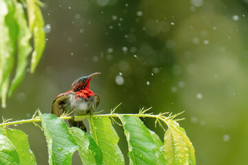 Crimson Sunbird ( Aethopyga siparaja) bird on a  branch 